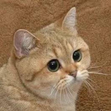 Starecat
